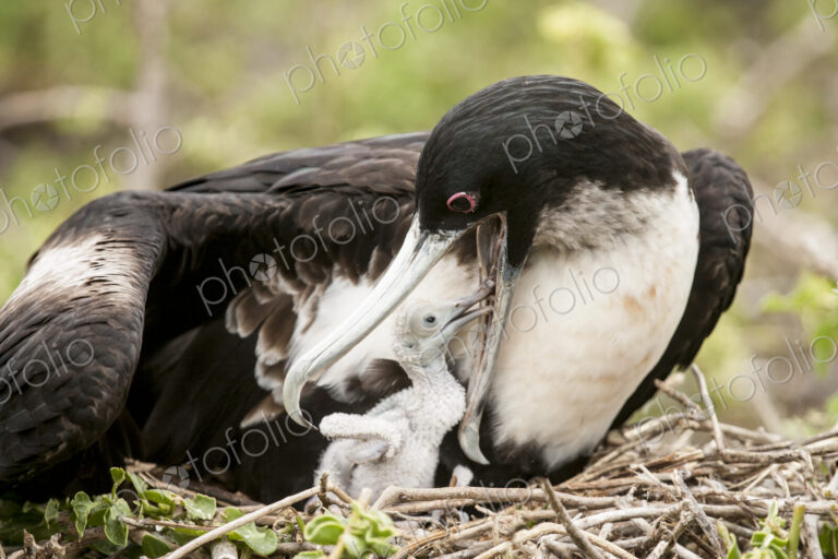 Close up of frigate bird feeding chick in nest