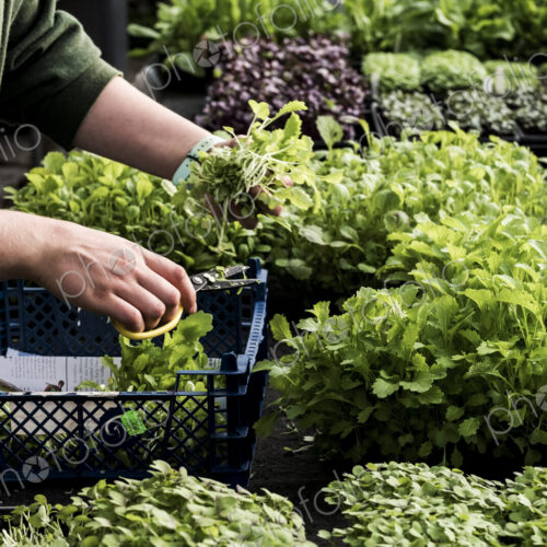 Close up of gardener in a greenhouse, trimming the roots of young vegetable plants… Close up of gardener in a greenhouse, trimming the roots of young vegetable plants…