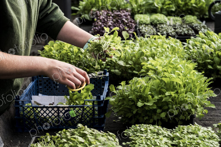 Close up of gardener in a greenhouse, trimming the roots of young vegetable plants…
