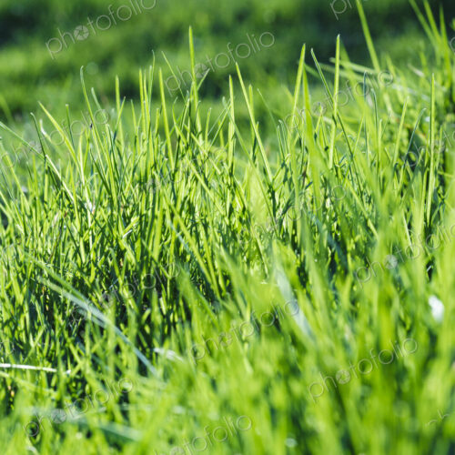 Close up of grass growing, blades, surface view.
