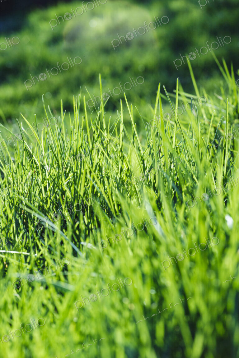 Close up of grass growing, blades, surface view.