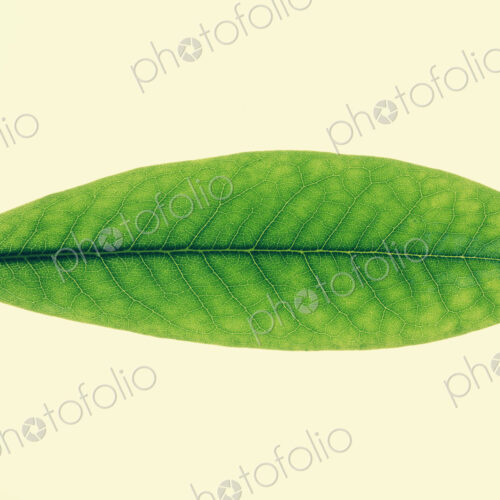 Close up of green Rhododendron leaf Close up of green Rhododendron leaf