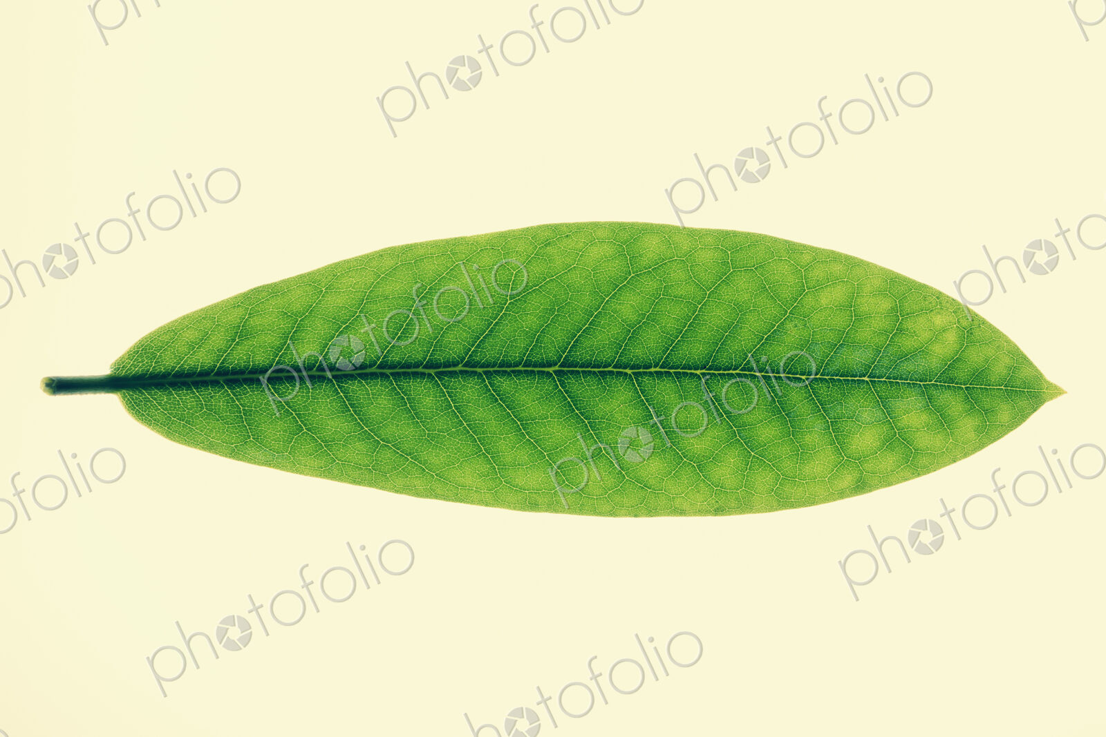 Close up of green Rhododendron leaf