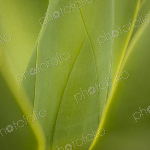 Close up of green leaves growing on plant Close up of green leaves growing on plant