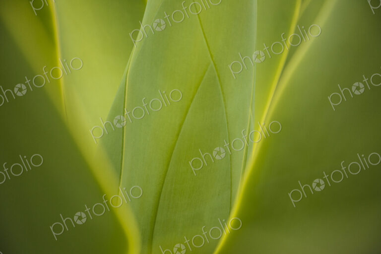Close up of green leaves growing on plant