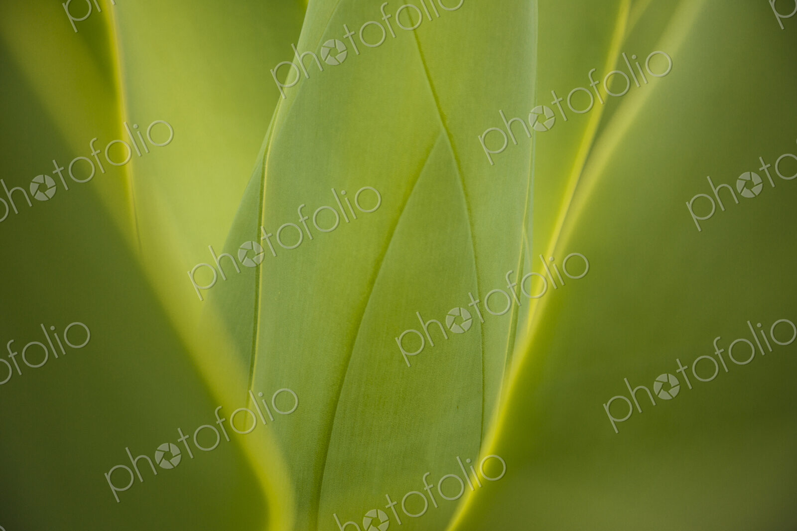 Close up of green leaves growing on plant