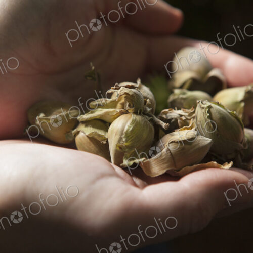 Close up of hands full of fresh hazelnuts.