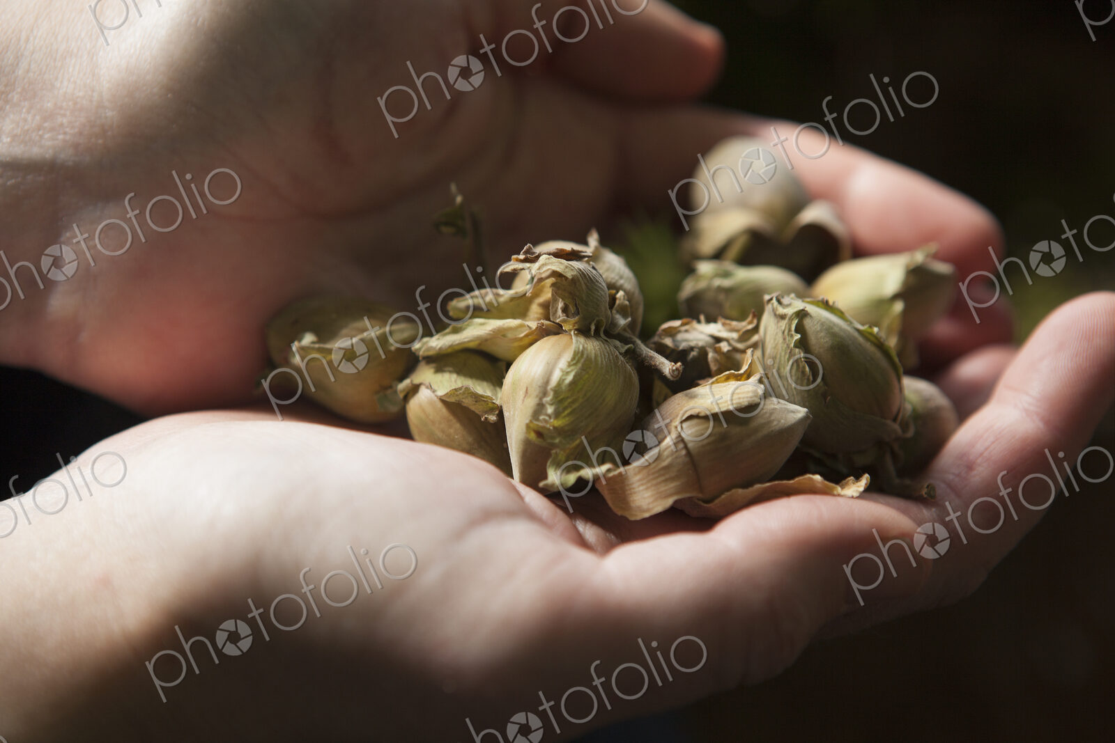 Close up of hands full of fresh hazelnuts.