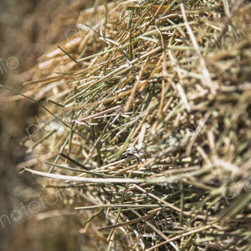 Close up of hay stalks in a bale. Animal fodder and bedding for the winter months. Close up of hay stalks in a bale. Animal fodder and bedding for the winter months.