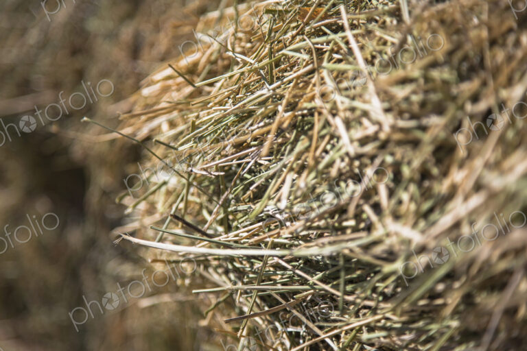 Close up of hay stalks in a bale. Animal fodder and bedding for the winter months.
