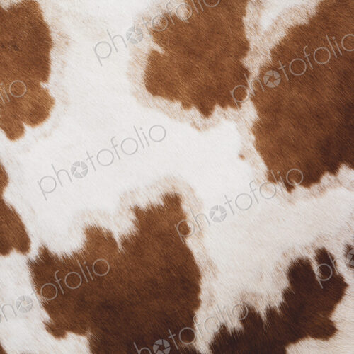 Close up of hide of a piebald red and white Guernsey cow. Close up of hide of a piebald red and white Guernsey cow.