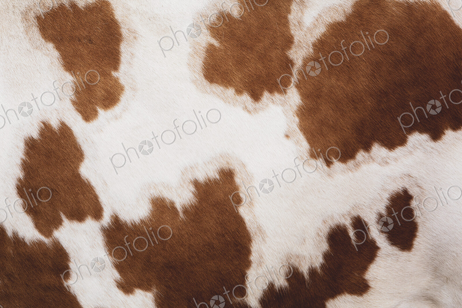 Close up of hide of a piebald red and white Guernsey cow.