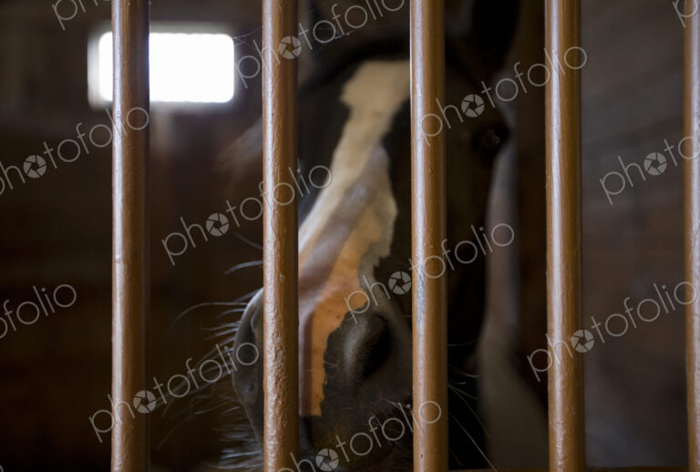 Close up of horse's nose in stall