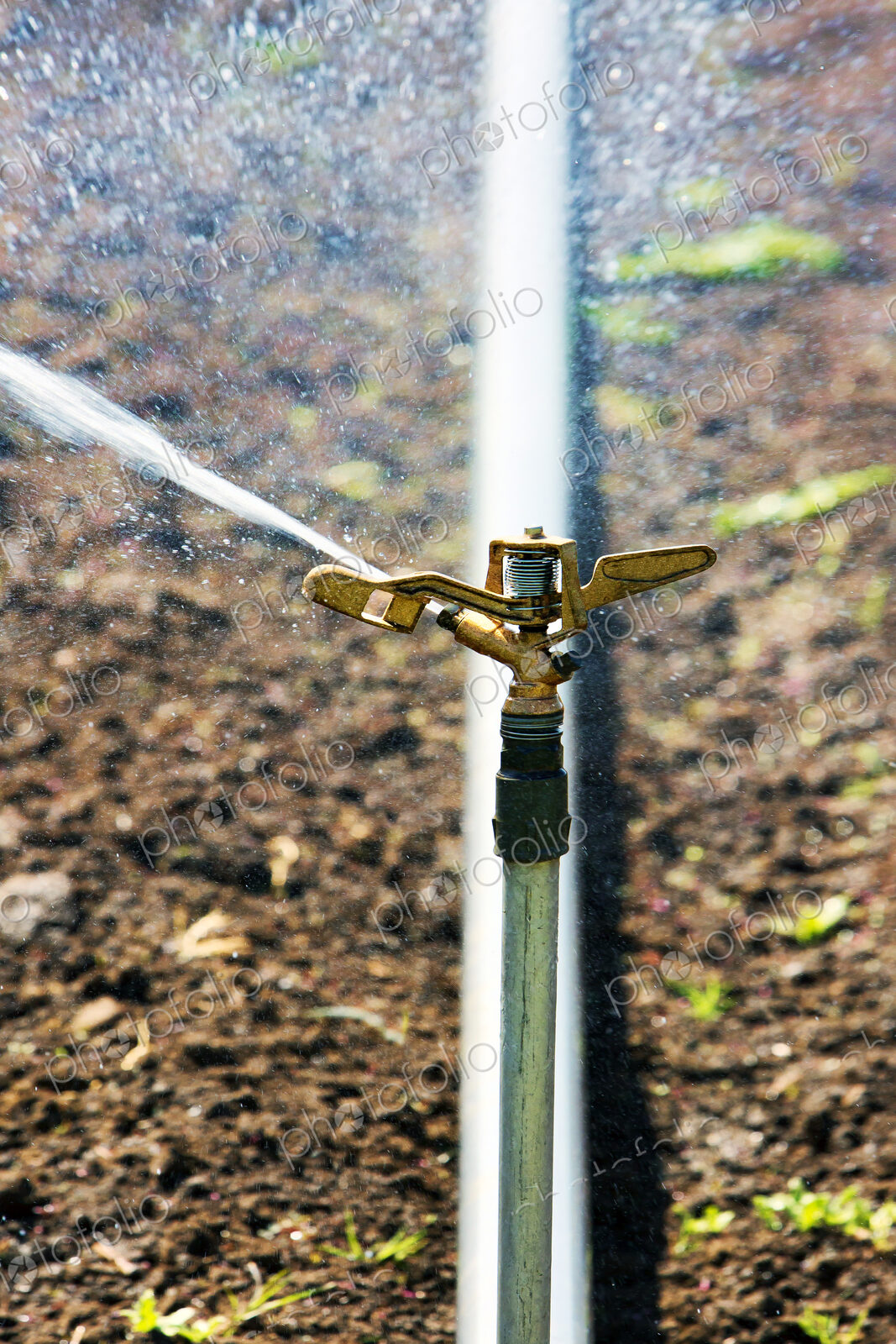 Close up of irrigation sprinkler spraying water