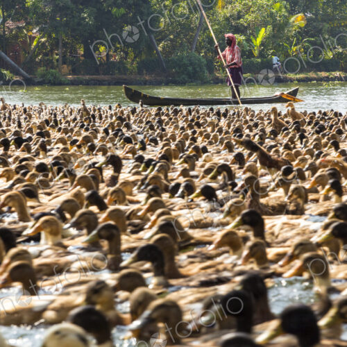 Close up of large flock of ducks on a river, man on boat in background.