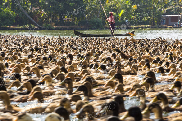 Close up of large flock of ducks on a river, man on boat in background.