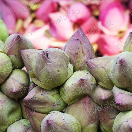 Close up of lotus flowers