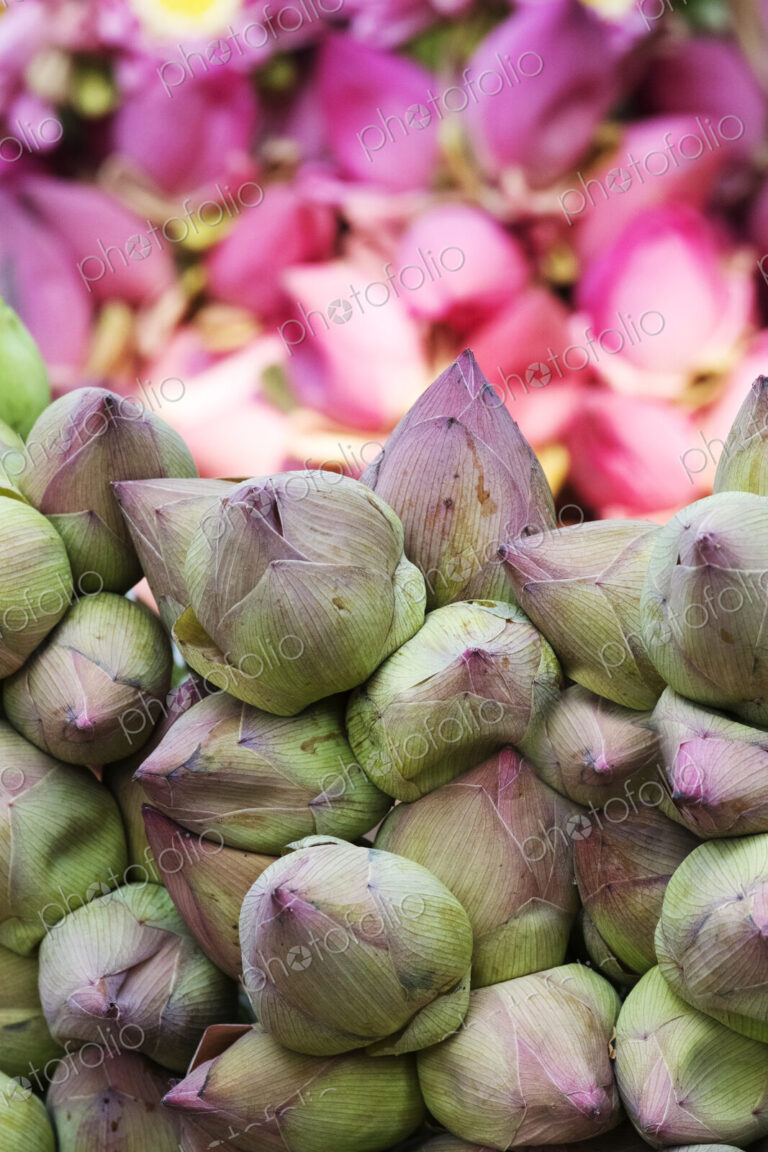 Close up of lotus flowers