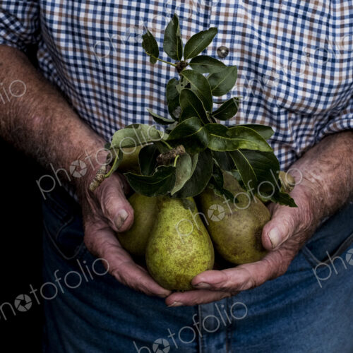 Close up of man holding bunch of green pears. Close up of man holding bunch of green pears.