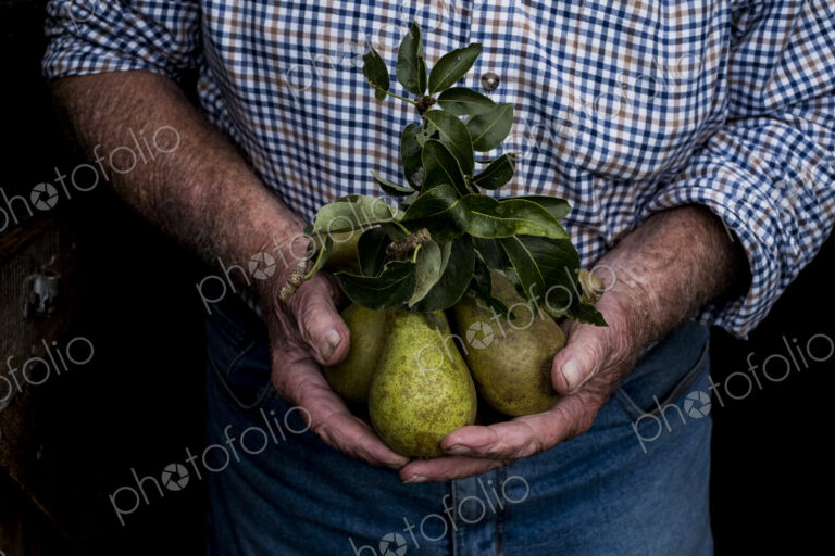 Close up of man holding bunch of green pears.