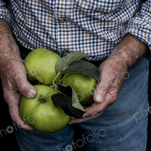 Close up of man holding three large green Bramley Apples. Close up of man holding three large green Bramley Apples.