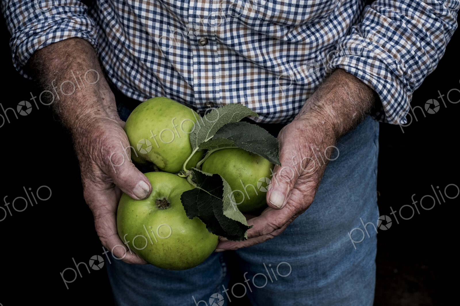 Close up of man holding three large green Bramley Apples.