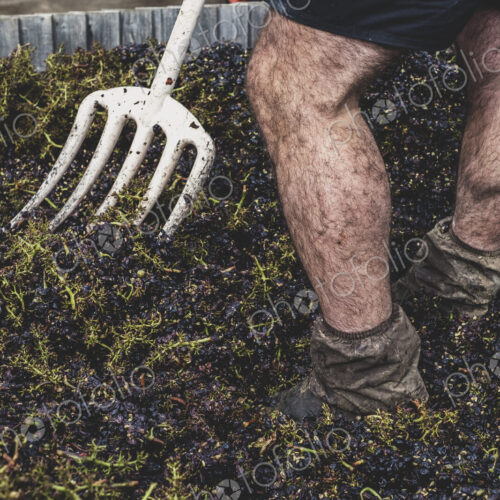 Close up of man with pitchfork standing in a vat of black grapes.