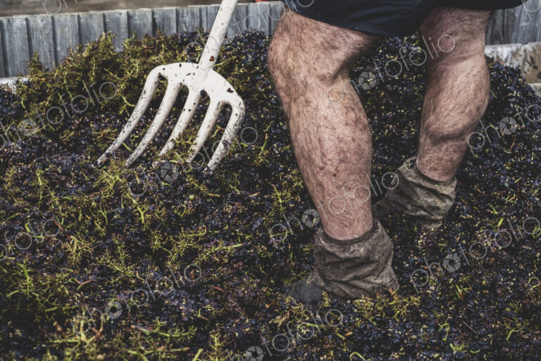 Close up of man with pitchfork standing in a vat of black grapes.