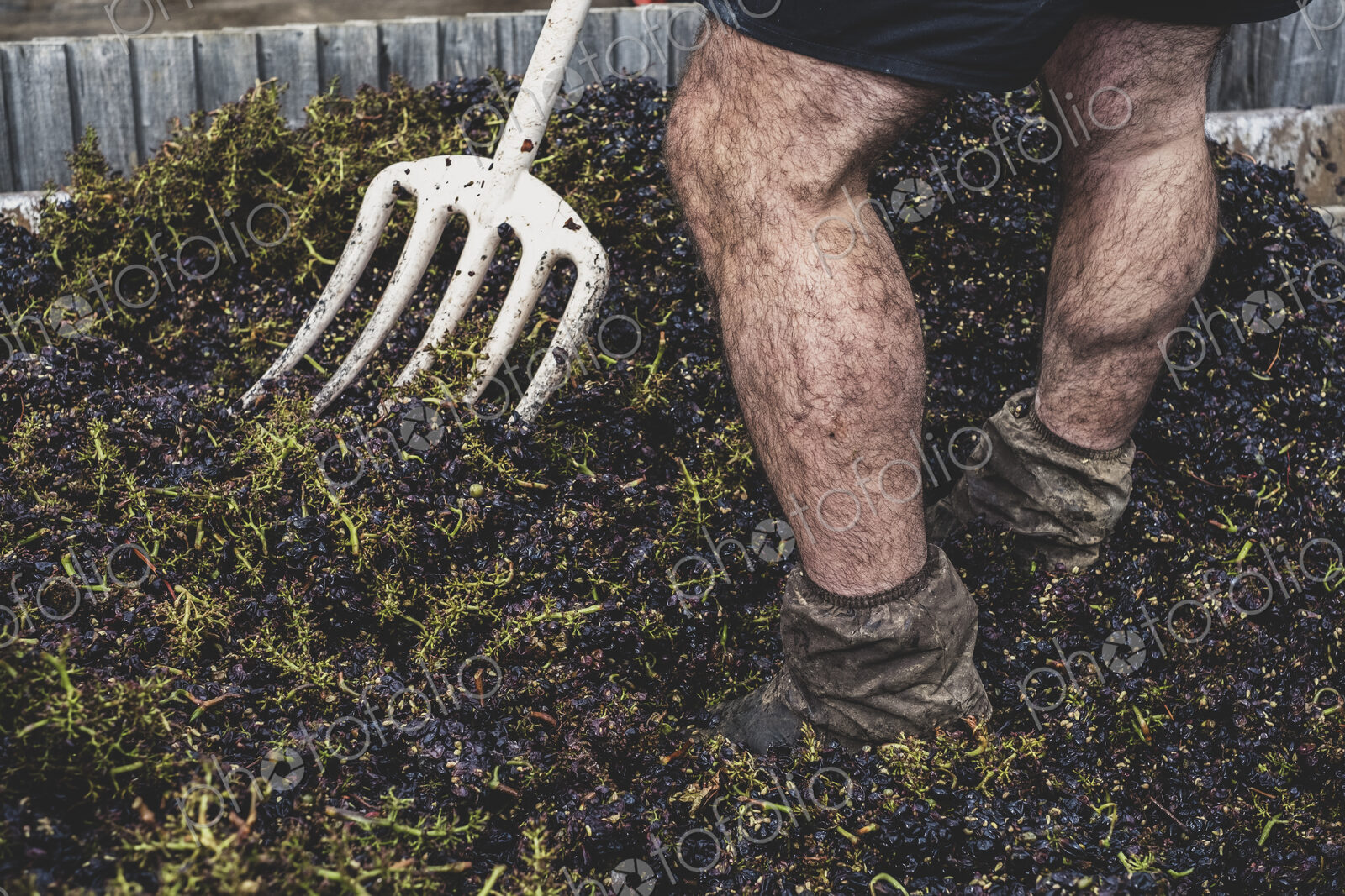Close up of man with pitchfork standing in a vat of black grapes.