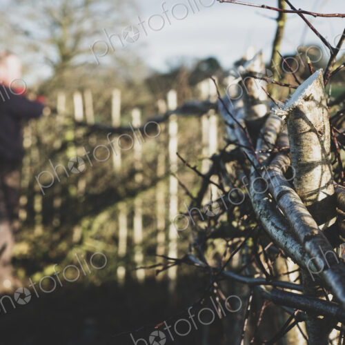 Close up of newly built traditional hedge, man working in background. Close up of newly built traditional hedge, man working in background.