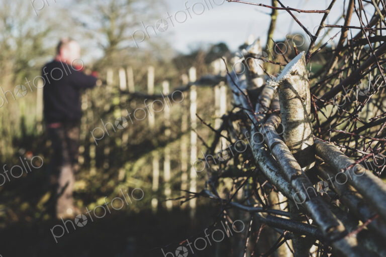 Close up of newly built traditional hedge, man working in background.
