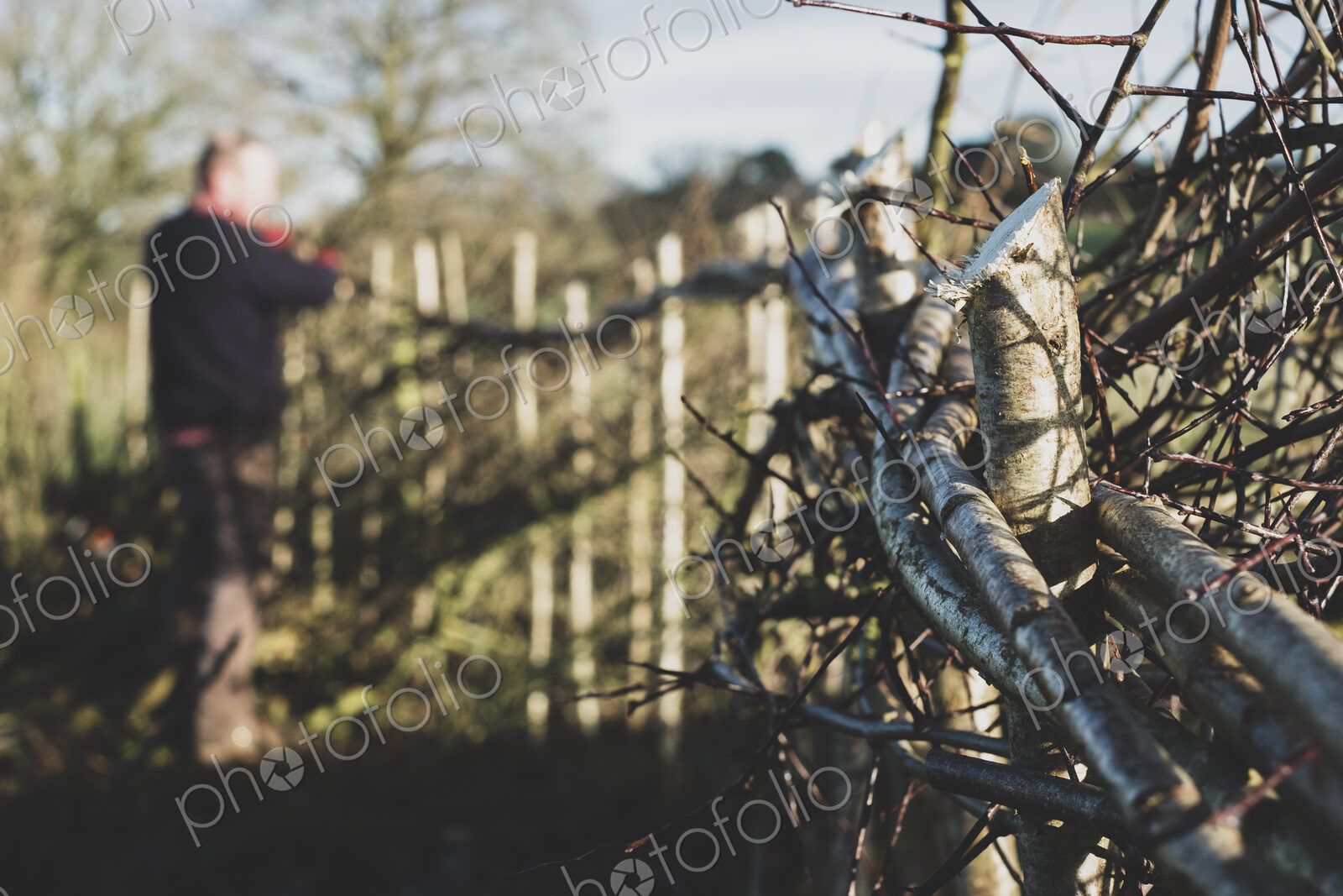 Close up of newly built traditional hedge, man working in background.