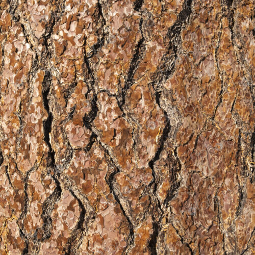 Close up of old growth Jeffrey pine tree bark, High Sierra, Lake Tahoe, CA, USA Close up of old growth Jeffrey pine tree bark, High Sierra, Lake Tahoe, CA, USA