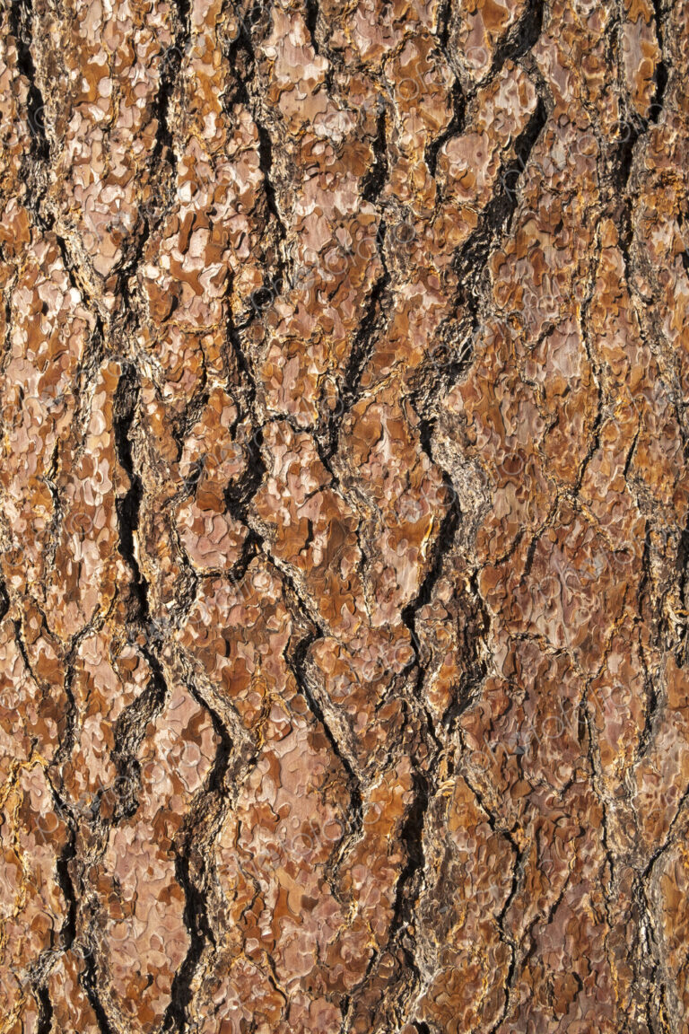 Close up of old growth Jeffrey pine tree bark, High Sierra, Lake Tahoe, CA, USA