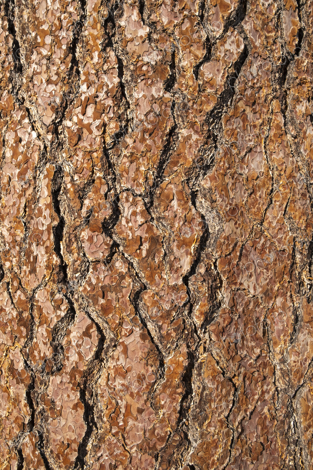 Close up of old growth Jeffrey pine tree bark, High Sierra, Lake Tahoe, CA, USA