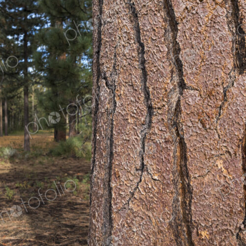 Close up of old growth Jeffrey pine tree, forest in distance, High Sierra, Lake Tahoe,… Close up of old growth Jeffrey pine tree, forest in distance, High Sierra, Lake Tahoe,…