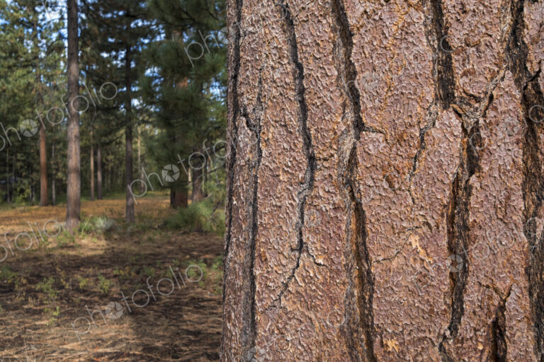 Close up of old growth Jeffrey pine tree, forest in distance, High Sierra, Lake Tahoe,…