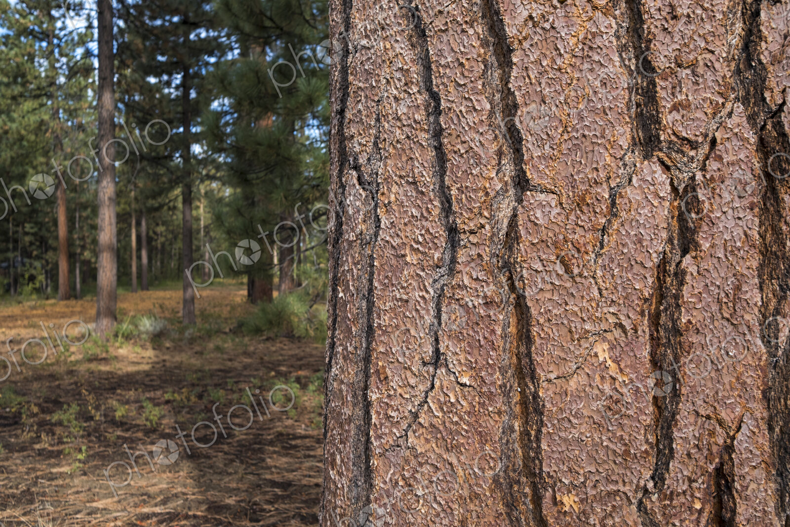 Close up of old growth Jeffrey pine tree, forest in distance, High Sierra, Lake Tahoe,…