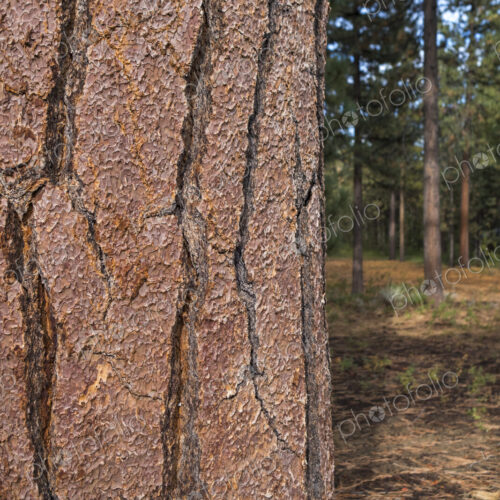 Close up of old growth Jeffrey pine tree, forest in distance, High Sierra, Lake Tahoe,… Close up of old growth Jeffrey pine tree, forest in distance, High Sierra, Lake Tahoe,…