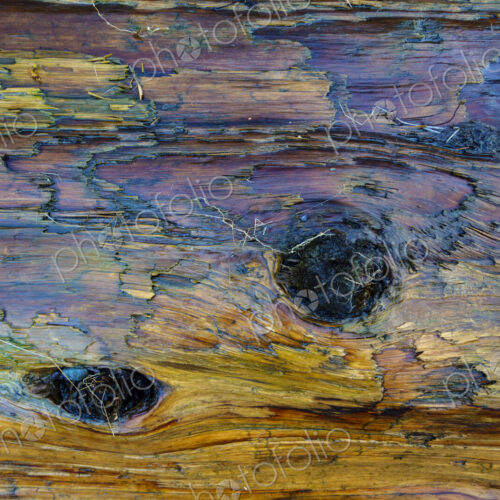 Close-up of old growth tree bark on beach, Port Angeles, WA USA