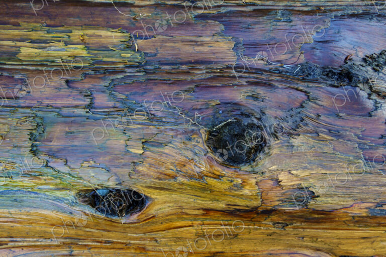 Close-up of old growth tree bark on beach, Port Angeles, WA USA
