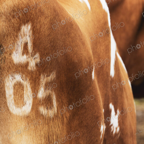 Close up of owners mark number 405 on Guernsey cow.