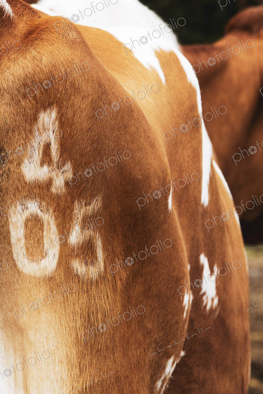 Close up of owners mark number 405 on Guernsey cow.