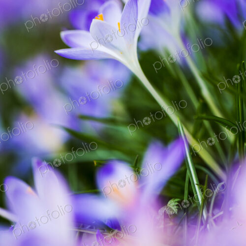 Close up of pale purple crocuses with bright yellow stamens and green grass-like leaves. Close up of pale purple crocuses with bright yellow stamens and green grass-like leaves.