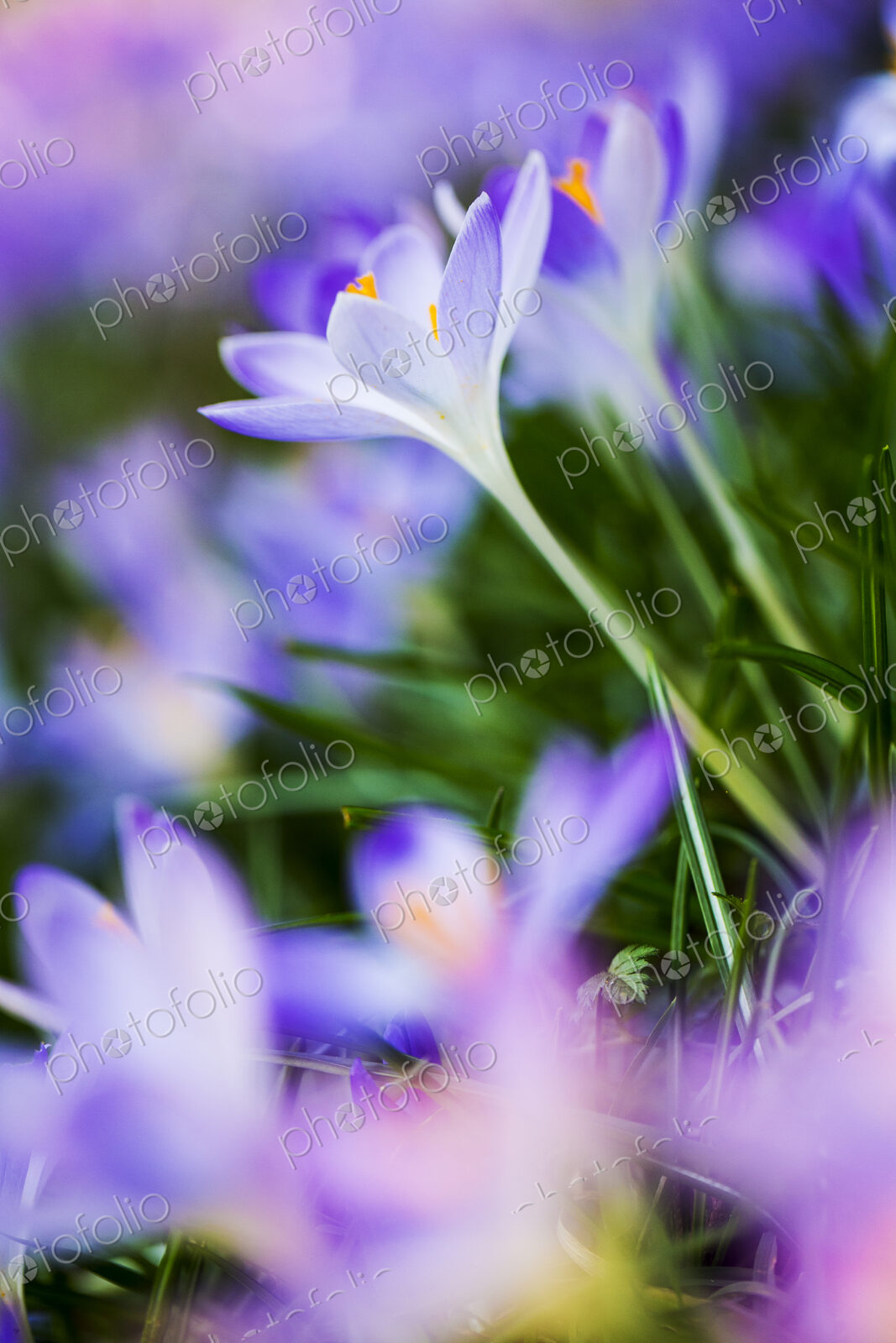 Close up of pale purple crocuses with bright yellow stamens and green grass-like leaves.