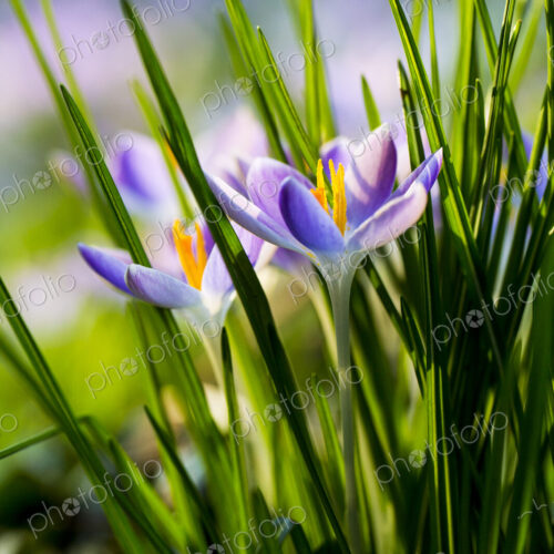 Close up of pale purple crocuses with bright yellow stamens and green grass-like leaves.