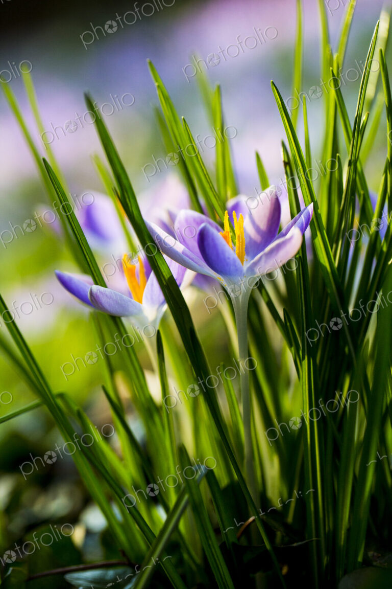 Close up of pale purple crocuses with bright yellow stamens and green grass-like leaves.