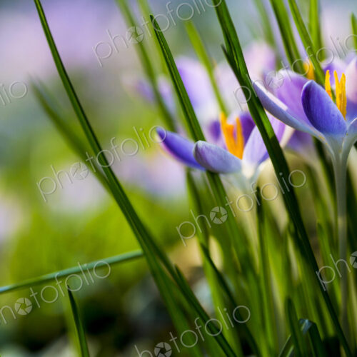 Close up of pale purple crocuses with bright yellow stamens and green grass-like leaves.
