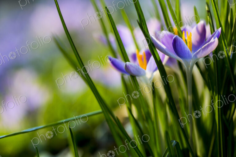 Close up of pale purple crocuses with bright yellow stamens and green grass-like leaves.