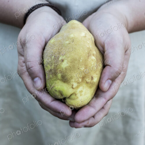 Close up of person holding a quince fruit in her hands Close up of person holding a quince fruit in her hands